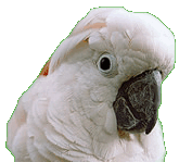 Baby the Moluccan Cockatoo