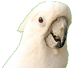 Jesse: Umbrella Cockatoo