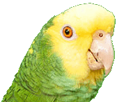 MYA: Double Yellow Headed Amazon at the Hamilton Aviary