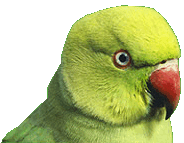 Puff: Indian Ringneck