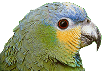 Rocky: Orange-Winged Amazon