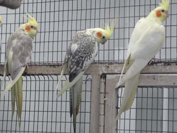 Cockatiels