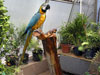 Blue and Gold Macaw