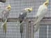 Cockatiels