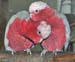 Galahs