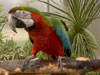 Hybrid Macaw